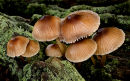"Mycena Fungi 2"